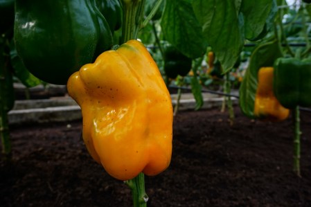 Balenie semien skorej sladkej žltej papriky s obrími predĺženými plodmi odrody Kromo F1 (Capsicum annuum) pre pestovanie v skleníku